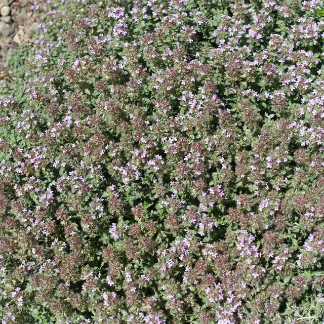 Bakker Vivaces Thym précoce laineux couvre-sol pot 9cm