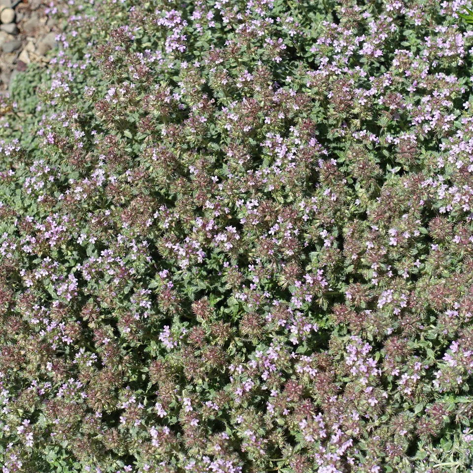 Bakker Vivaces Thym précoce laineux couvre-sol pot 9cm