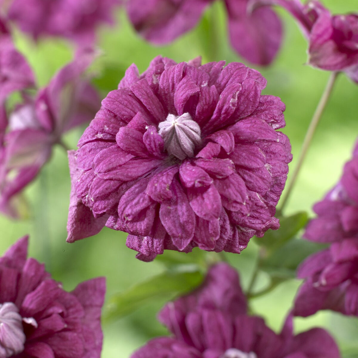 Bakker Clématite double pourpre plante grimpante pot 2L violet