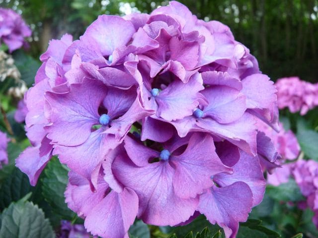 Les Hortensias du Haut Bois Sibilla hortensia macrophylla fleurs rondes