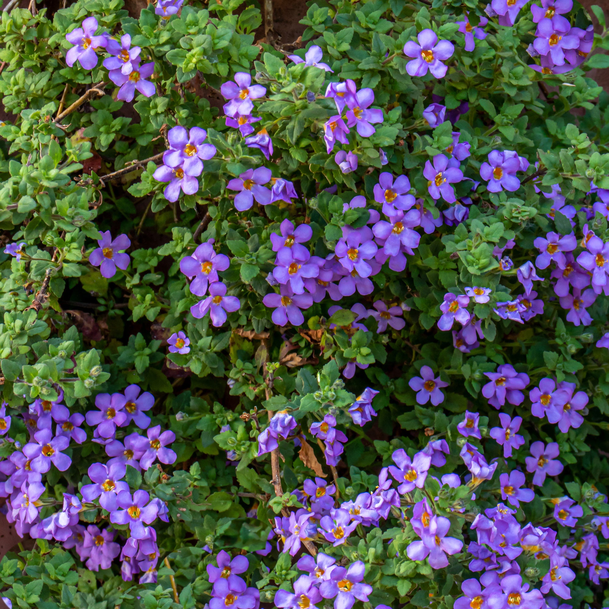 Bakker Bacopa bleu plante retombante pot Ø10,5cm violet