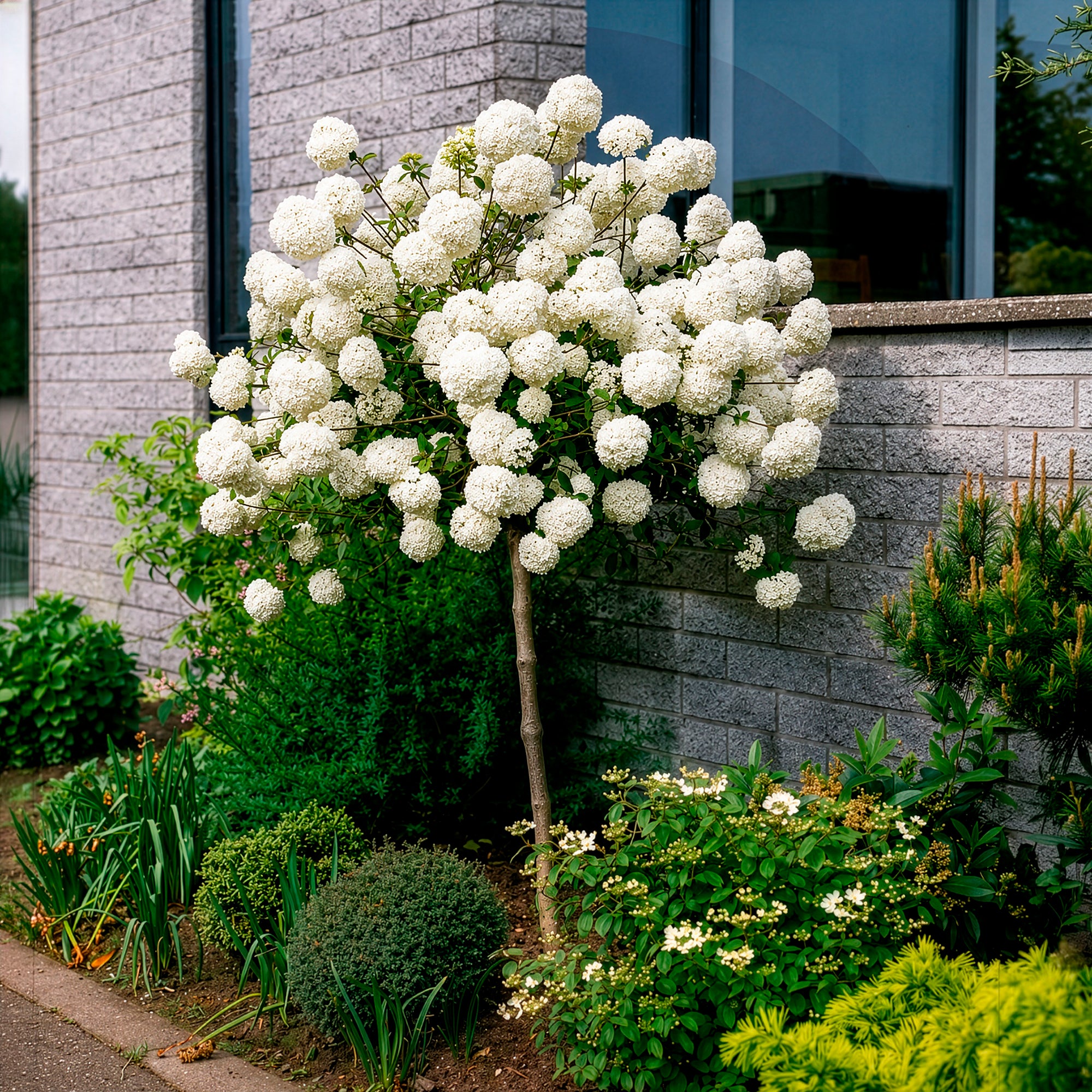 Bakker Boule de neige tige 3L arbuste blanc parfumé 60cm