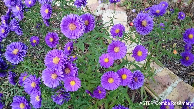 Passion Vivaces Aster Combe Rosemary plante vivace godet fleur violette