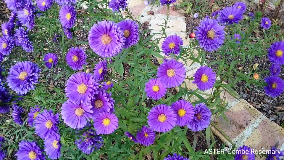 Passion Vivaces Aster Combe Rosemary plante vivace godet fleur violette