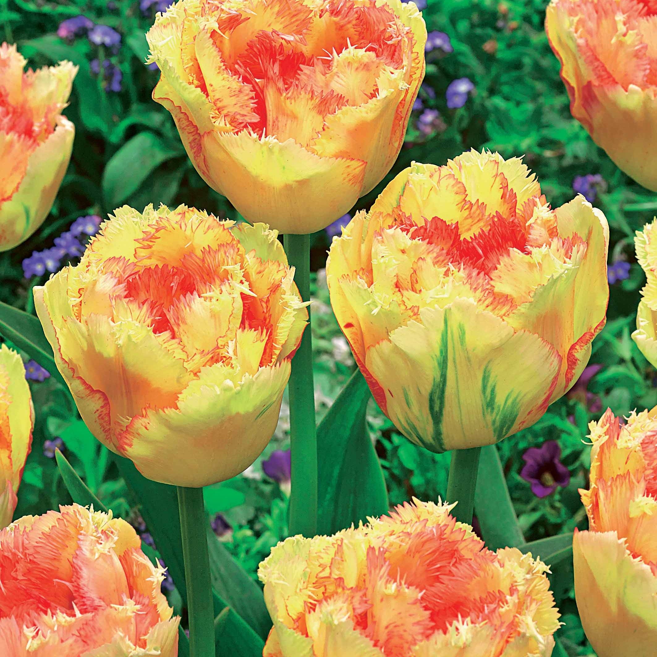 Bakker 15 Tulipes frangées Queensland bulbes multicolore