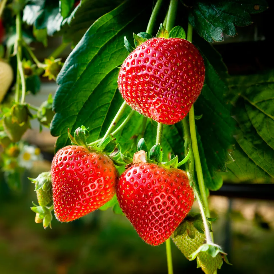 Bakker Fruitiers Fraisier Surprise des Halles plante 20 racines nues