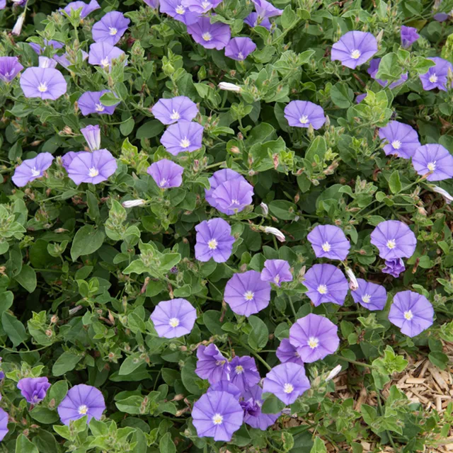 Bakker Liseron Mauritanie Deep Blue couvre-sol pot Ø9cm