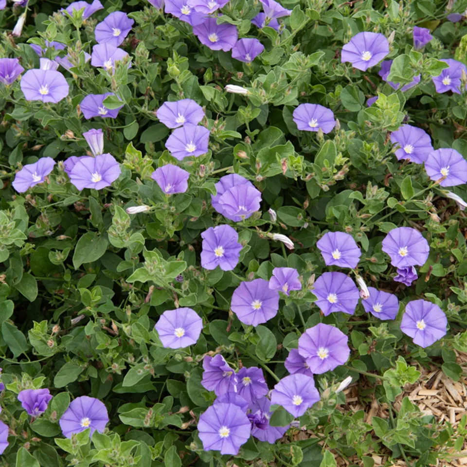 Bakker Liseron Mauritanie Deep Blue couvre-sol pot Ø9cm
