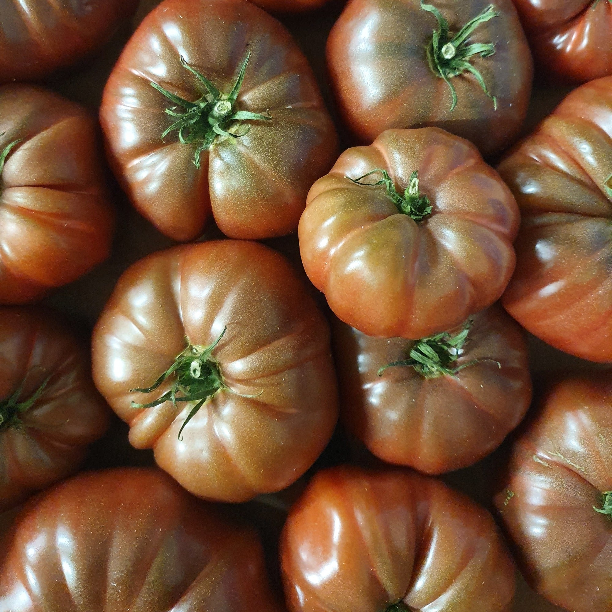 Bakker Tomate Noire de Crimée graines 0,1g fruits pourpres