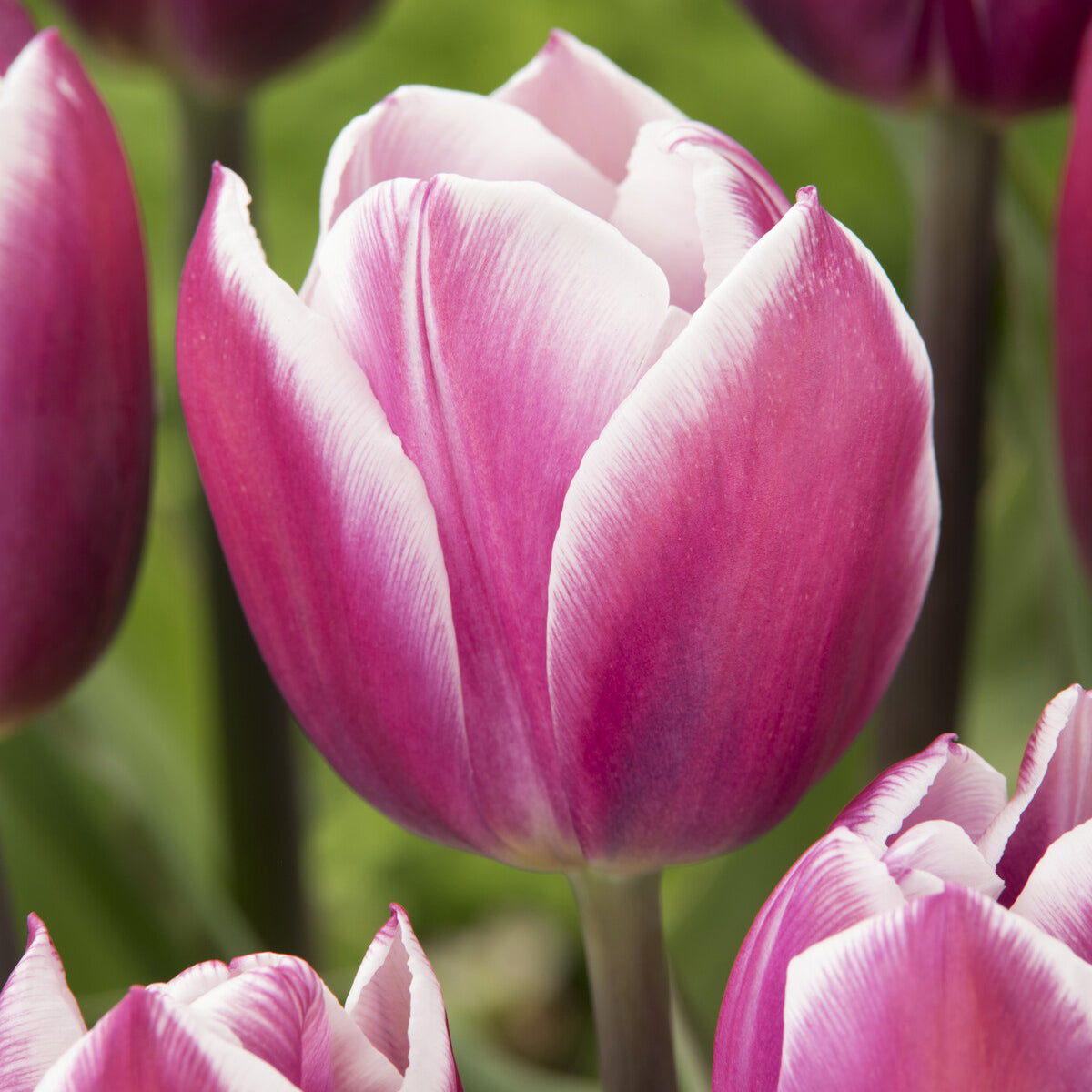 Bakker Tulipe Synaeda Blue bulbe triomphe violet x7