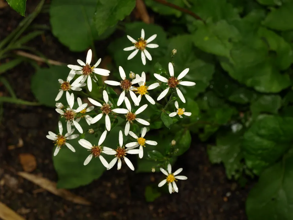 Passion Vivaces ASTER macrophyllus Albus aster godet blanc