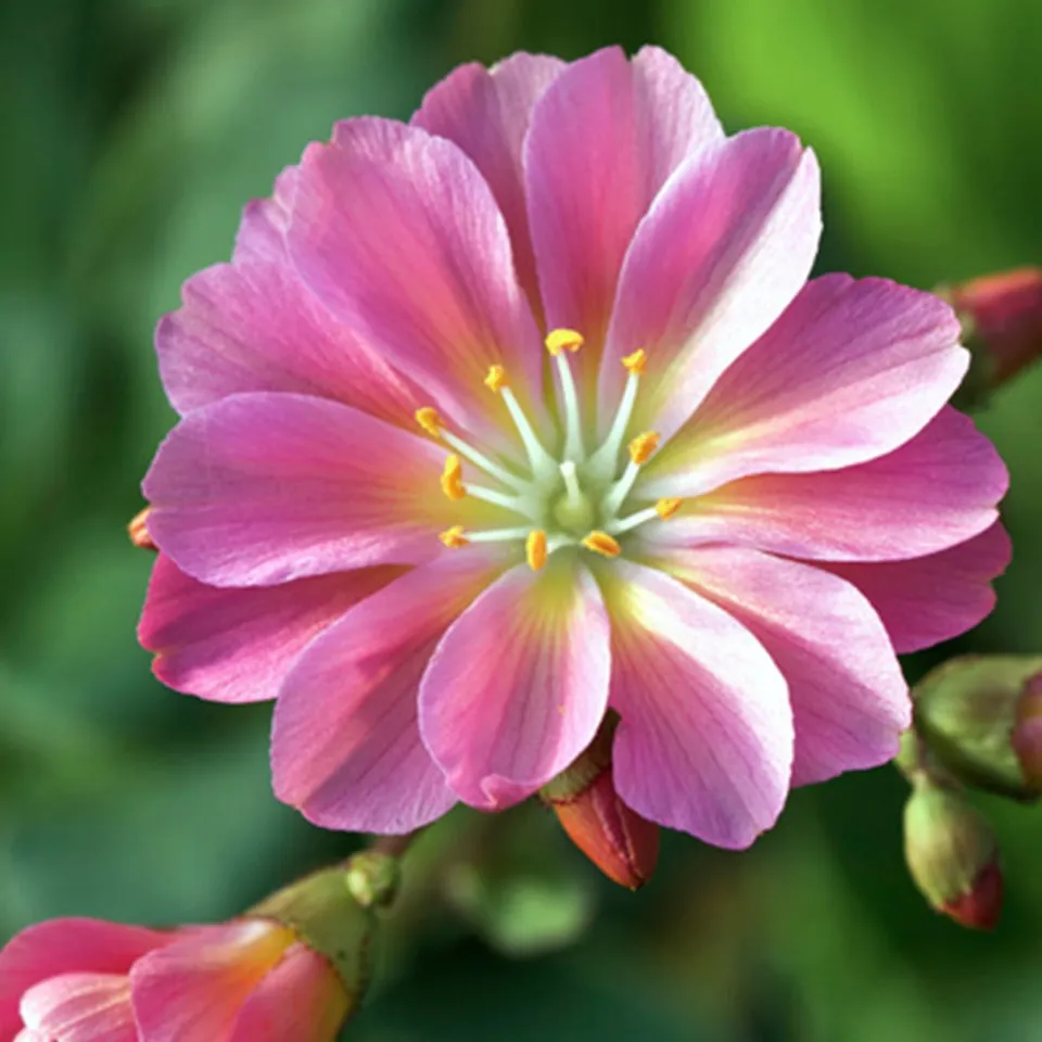Bakker Lewisia Sunset Strain vivace pot 8cm fleurs roses