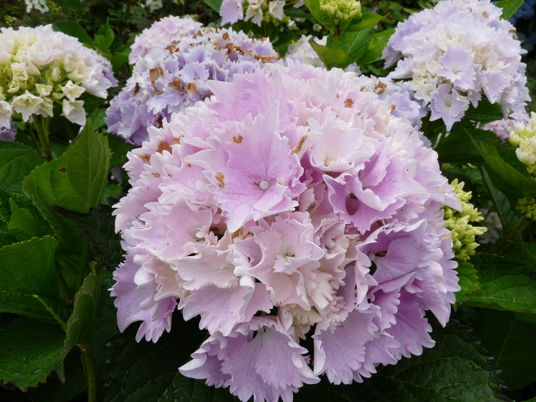 Les Hortensias du Haut Bois Albrechts Burg hortensia boule rose