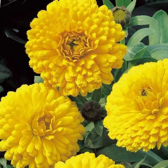 Bakker Potager et Graines Souci Golden Yellow fleur jaune 1,2g
