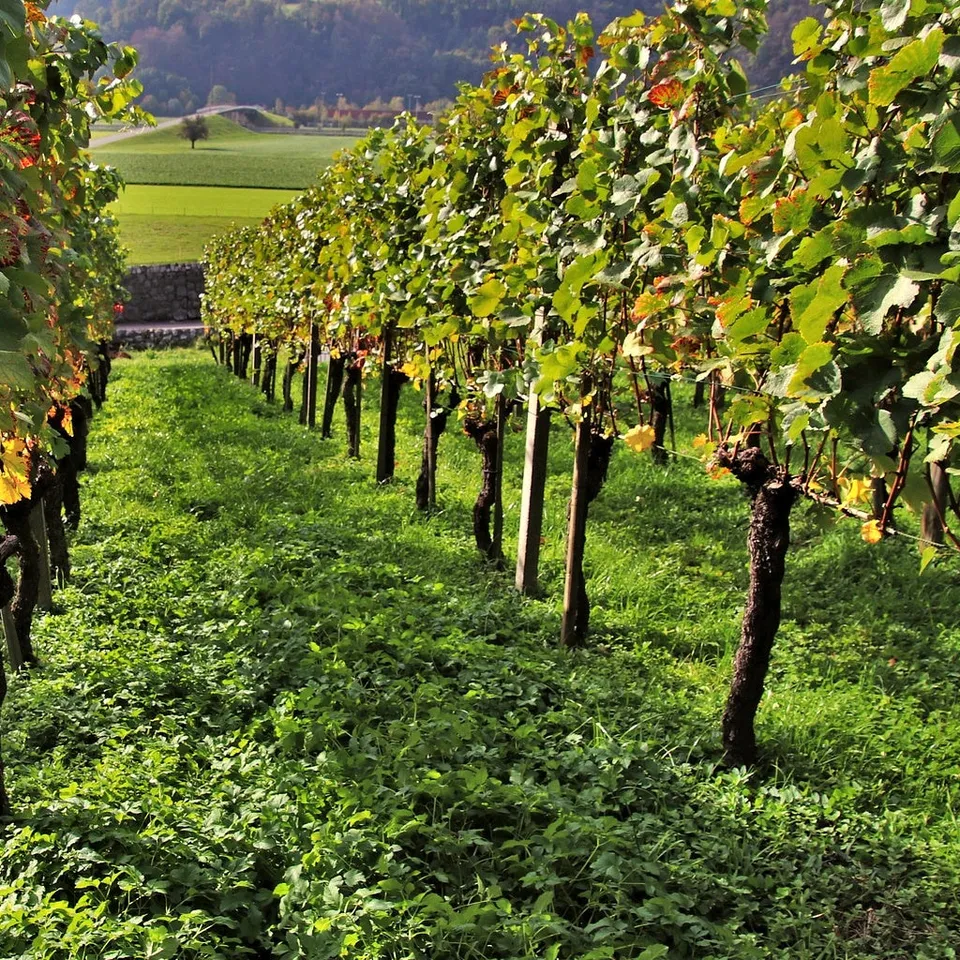 Bakker Vigne Vitis Vinifera lot 3 mottes 20-40cm