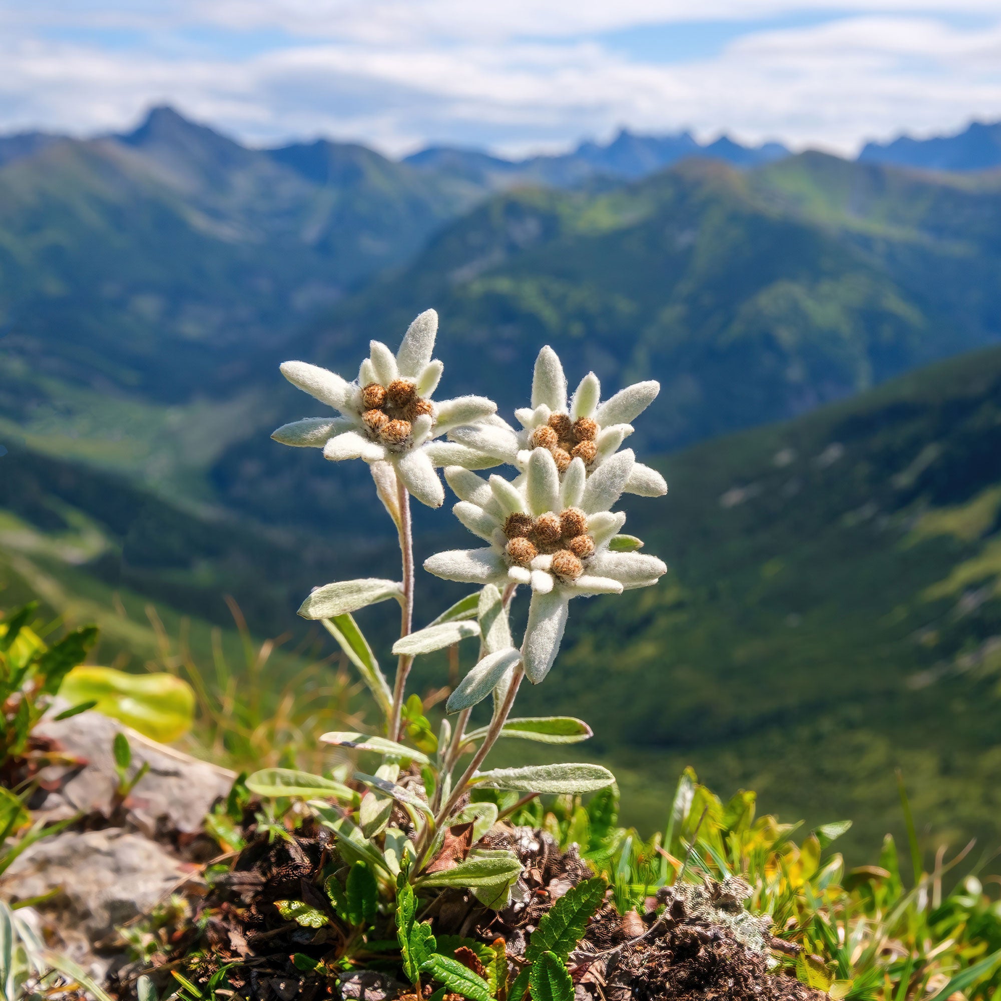 Bakker Edelweiss des Alpes vivace pot 9cm blanc rocaille