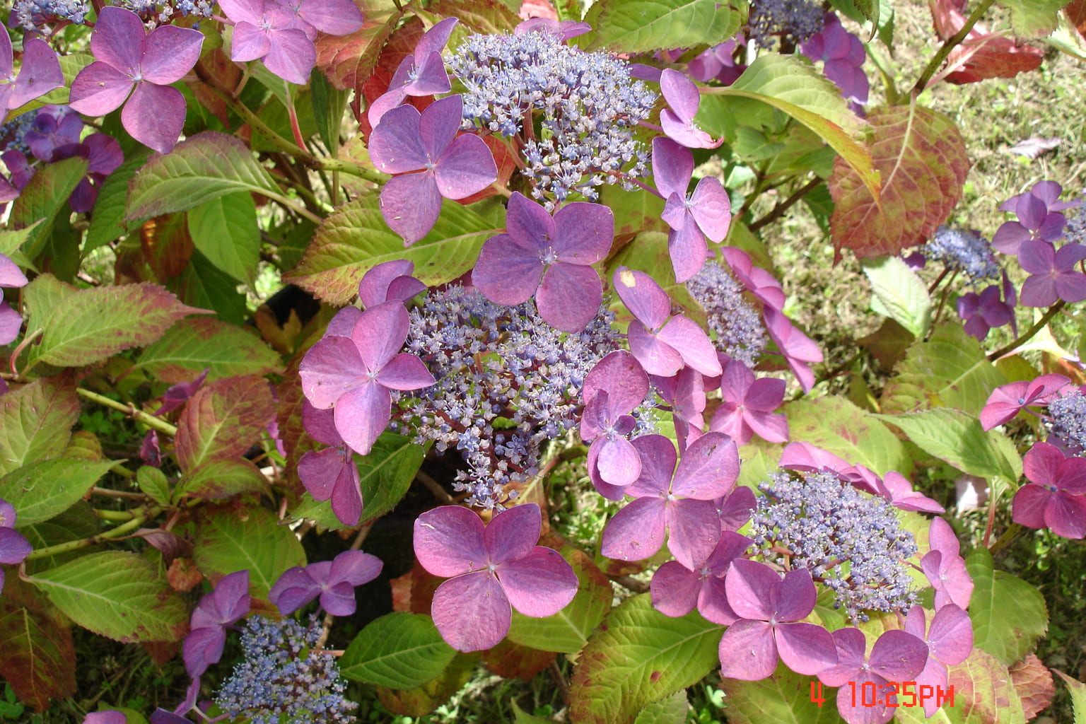 Les Hortensias du Haut Bois Fischers Silberblau hortensia plat bleu