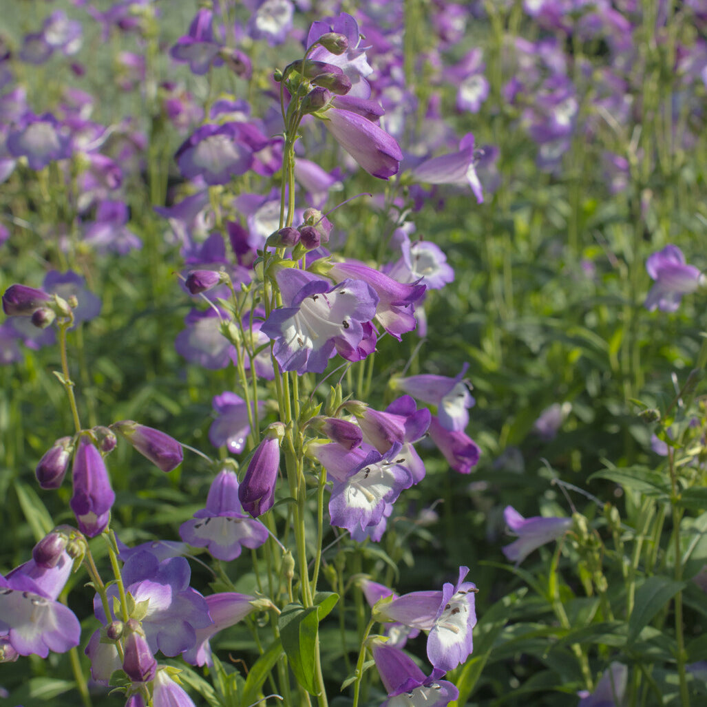 Bakker Galane Alice Hindley penstemon pot Ø 9cm mauve