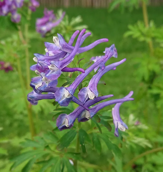 Passion Vivaces Corydalis Korn’s Purple pot 1 litre bleu