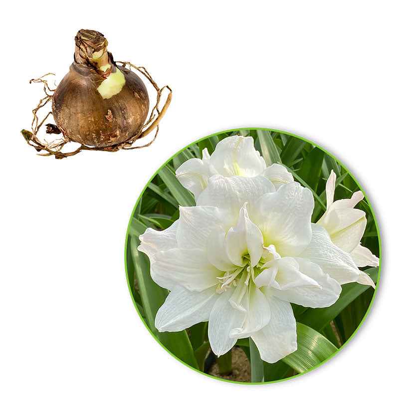 Bakker White Nymph amaryllis bulbe 26cm+ blanc double