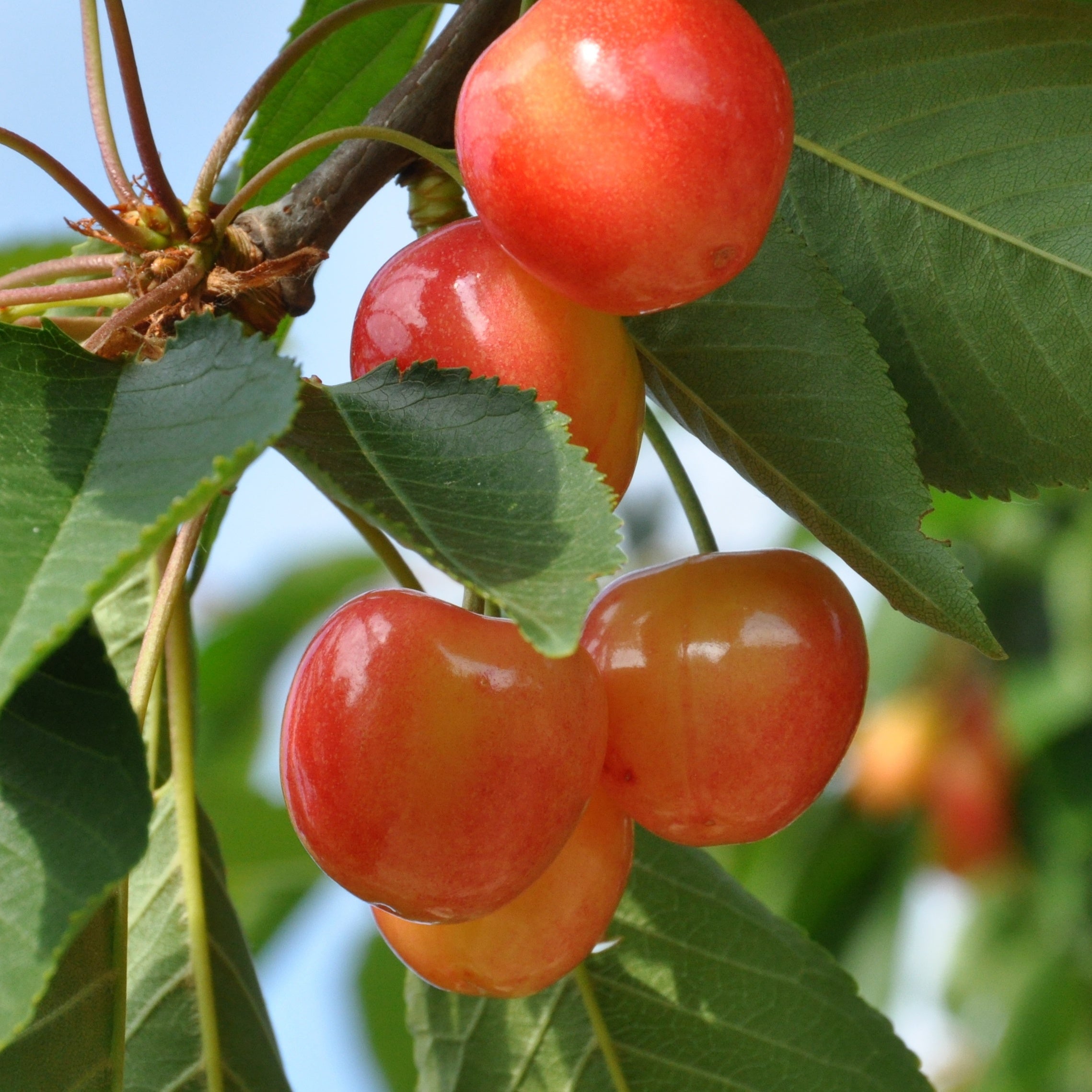 Bakker Fruitiers Collection Cerisiers Bigarreau Van Summit arbre 90-130cm