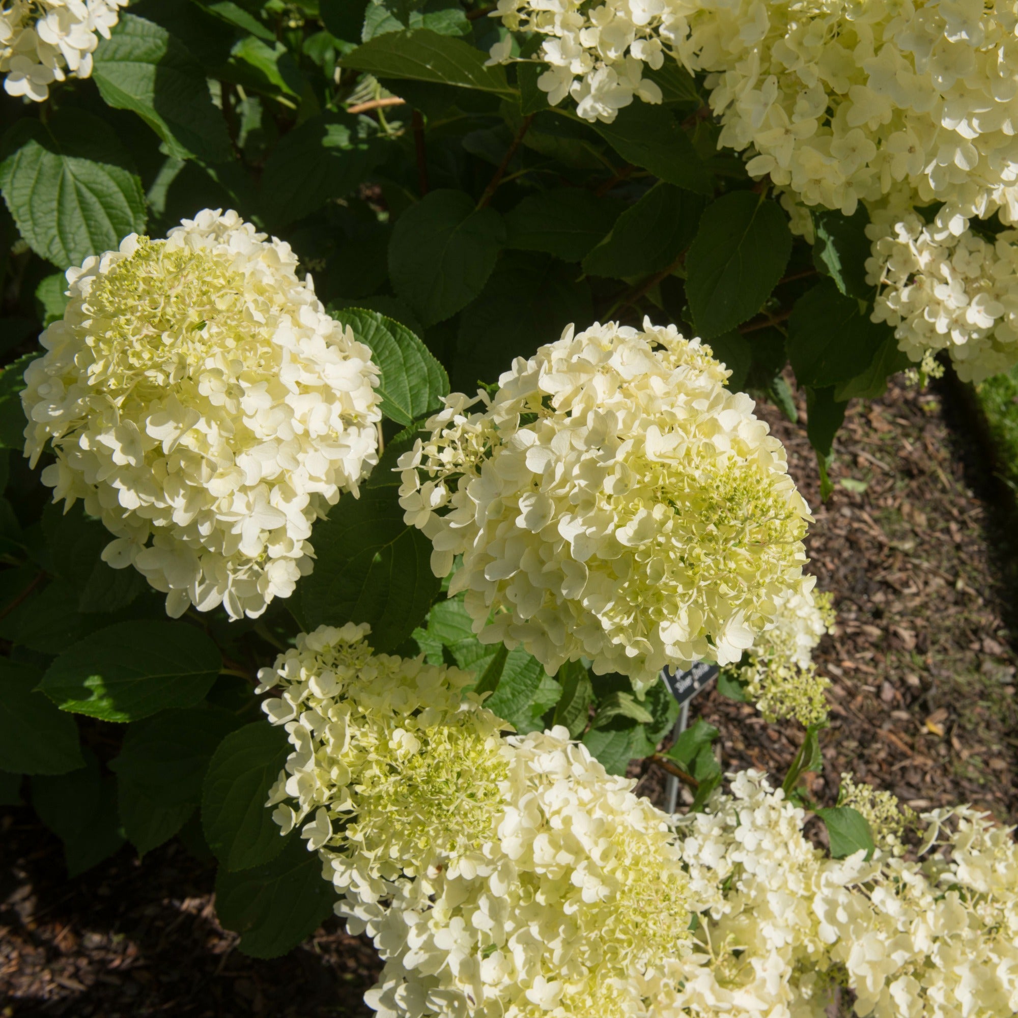 Bakker Hortensia paniculé Silver Dollar arbuste lot 2 pots 3L