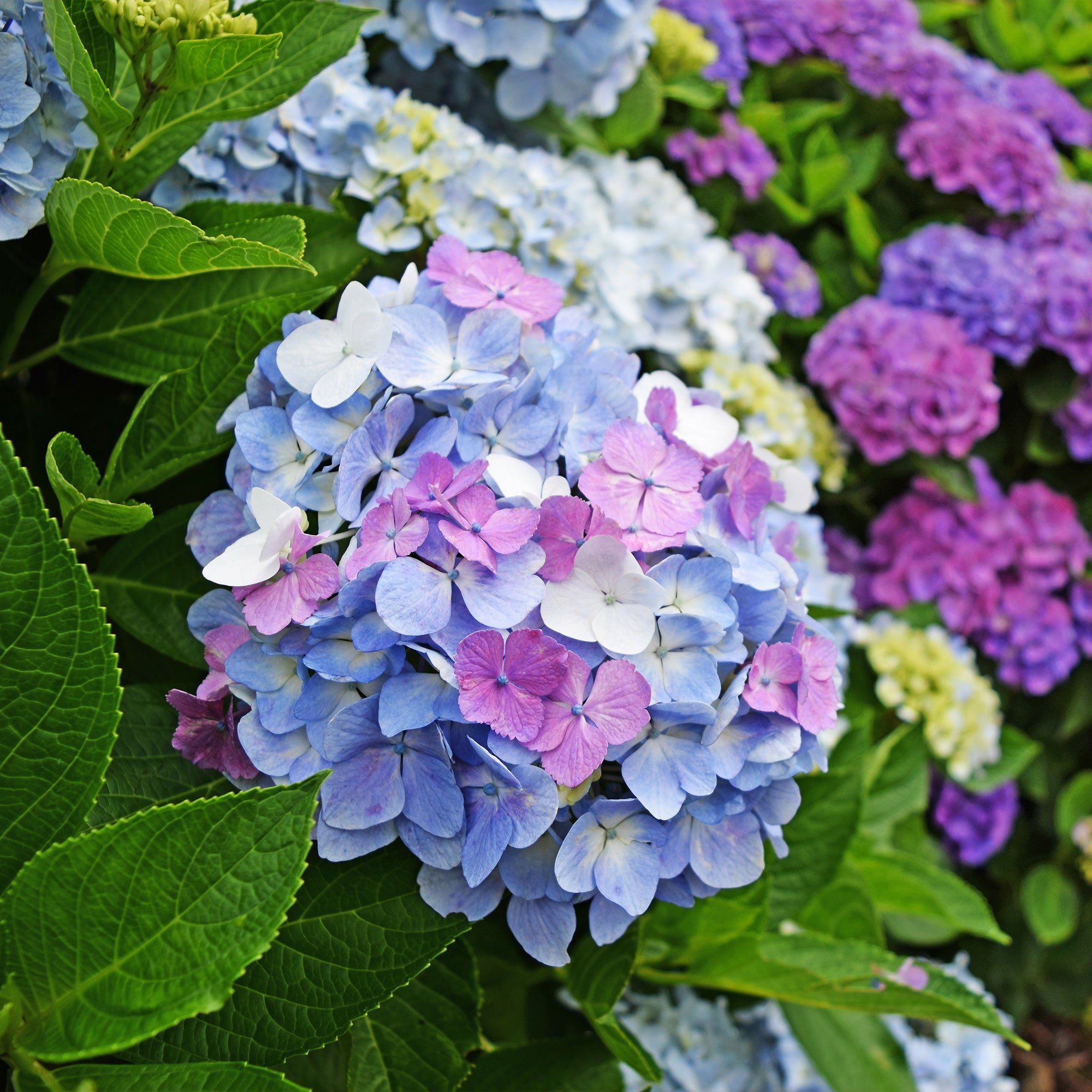 Bakker Hortensia tricolore Hydrangea pot 1,5L rose bleu blanc