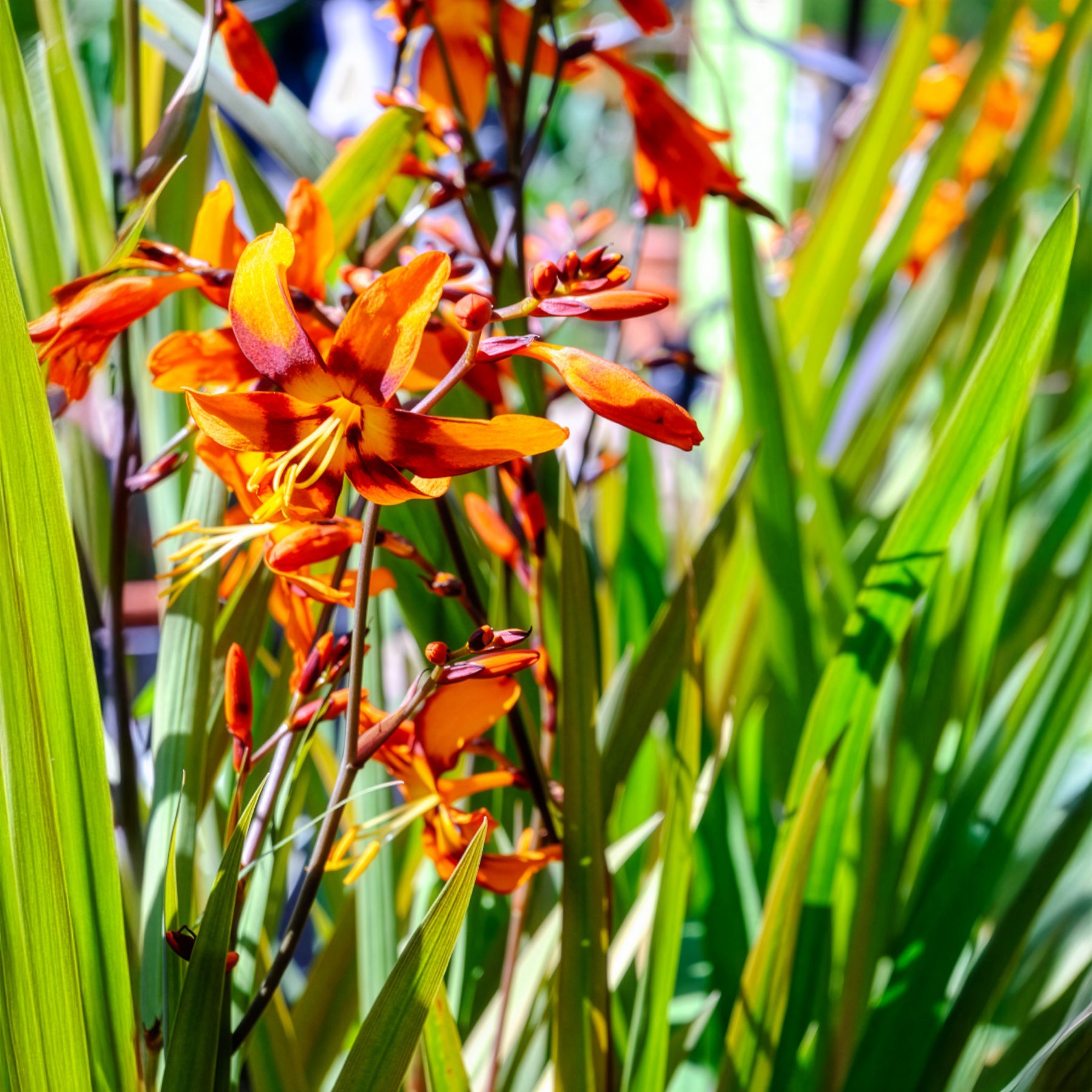 Bakker Bulbes Crocosmia Emily McKenzie sachet 15 orange