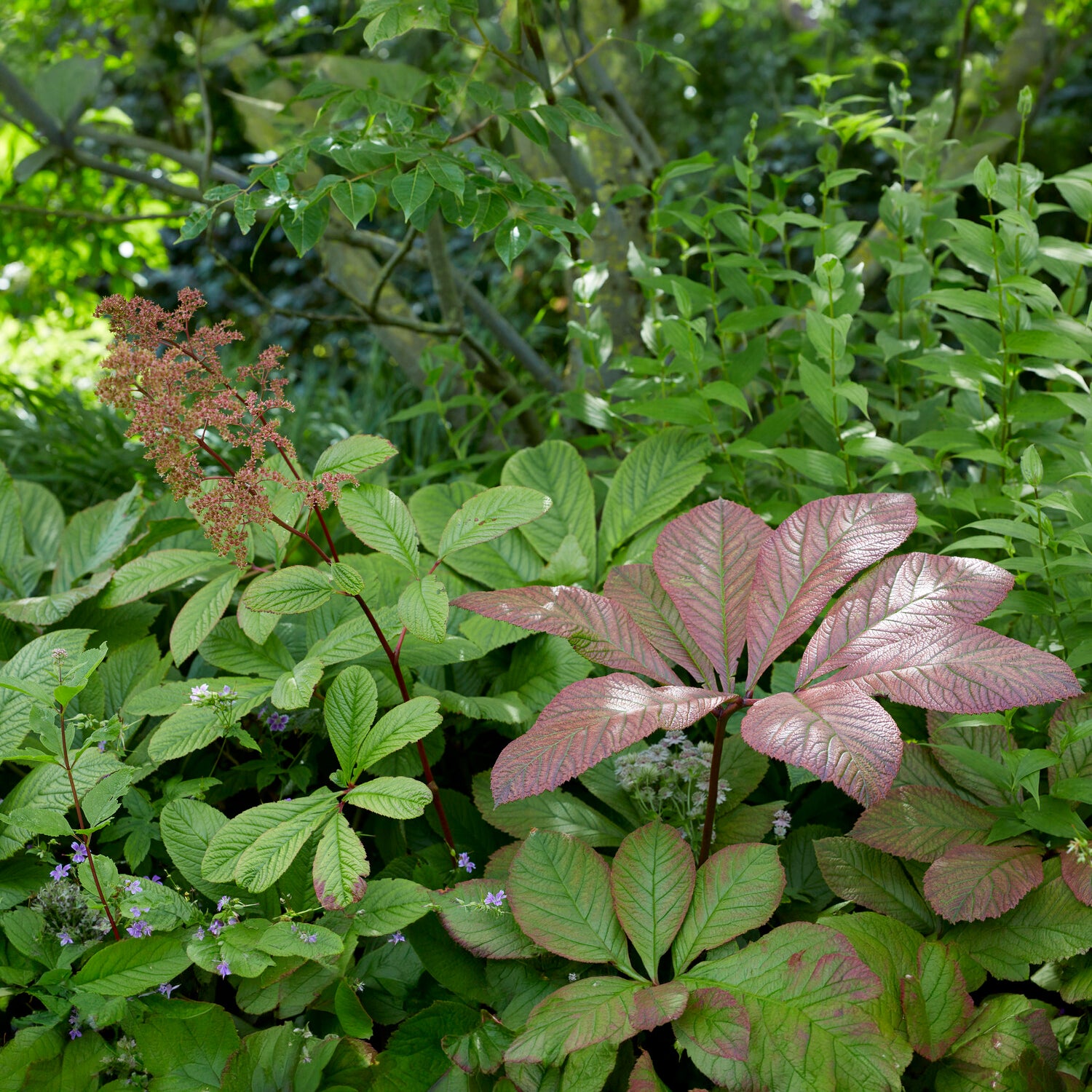 Bakker Rodgersia henrici plante vivace pot 9cm fleur rose