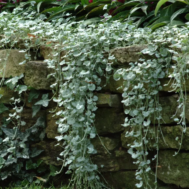 Bakker Silver Falls dichondra plante retombante 3 pots Ø10,5cm