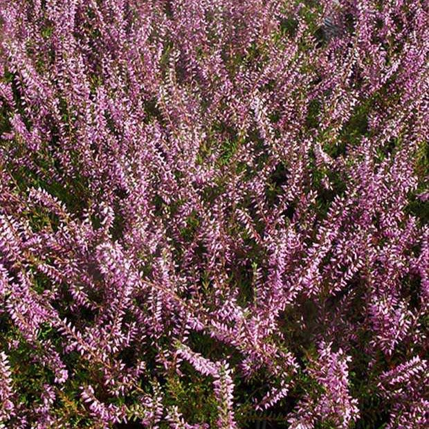 Bakker Bruyère d'été Marlies Calluna rouge pot 8cm 10cm