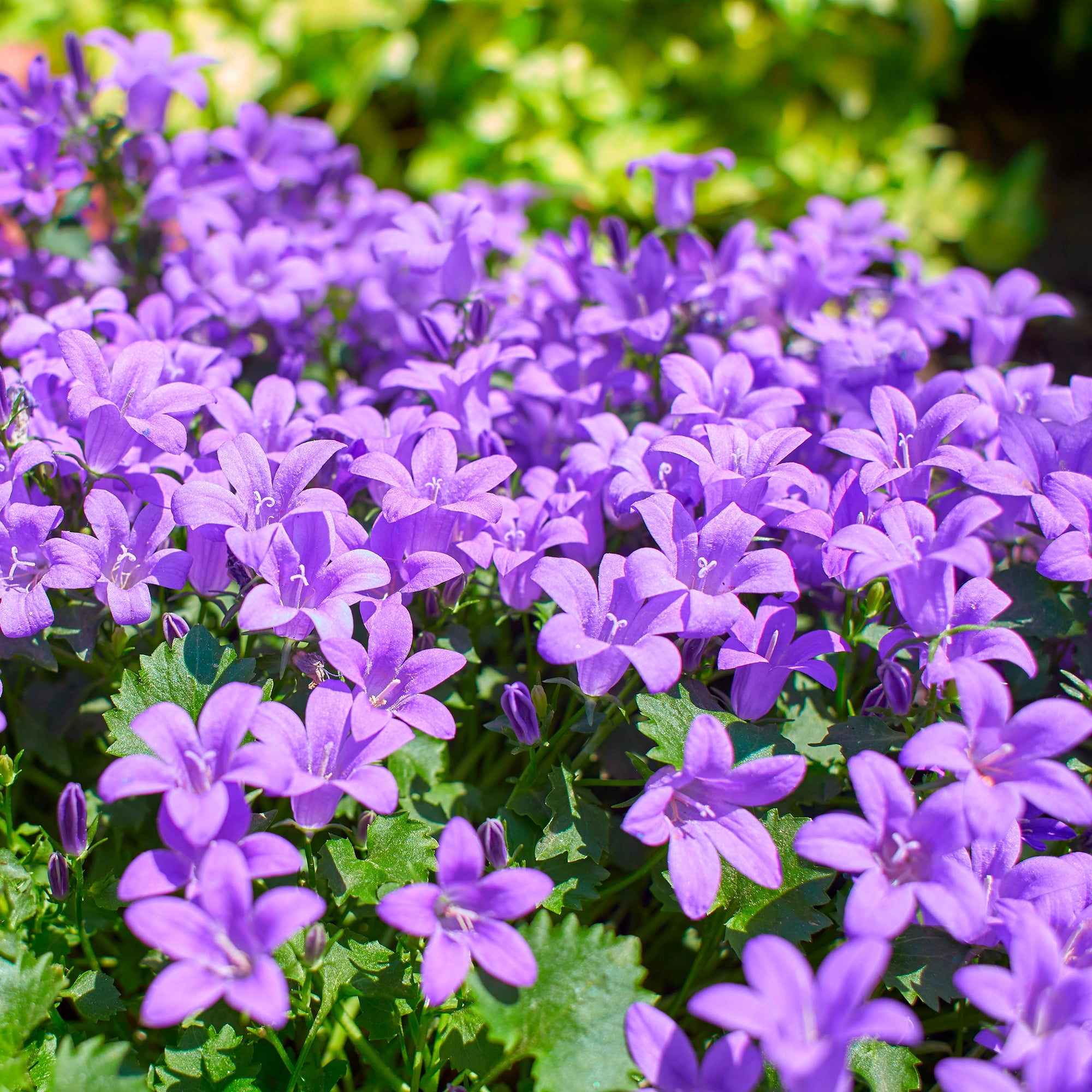 Bakker Campanule des murailles pot 9cm fleur violette couvre-sol
