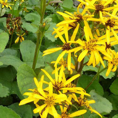 Bakker Ligulaire Gregynog Gold vivace pot Ø9cm jaune
