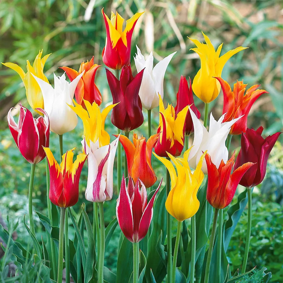 Bakker Tulipes à fleurs de lis mélange 25 bulbes coloré