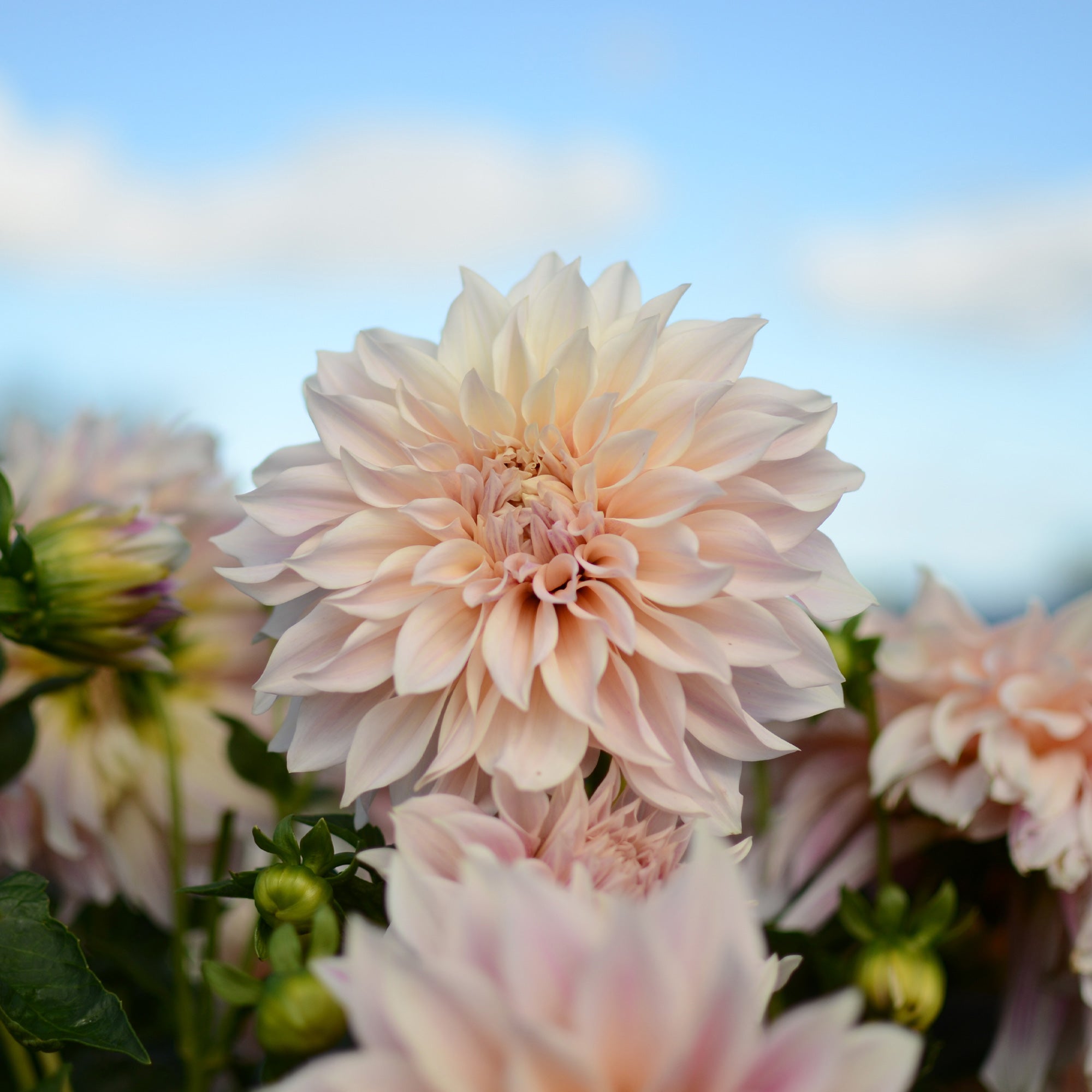 Bakker Dahlia Café au lait bulbes sachet 3 calibre I