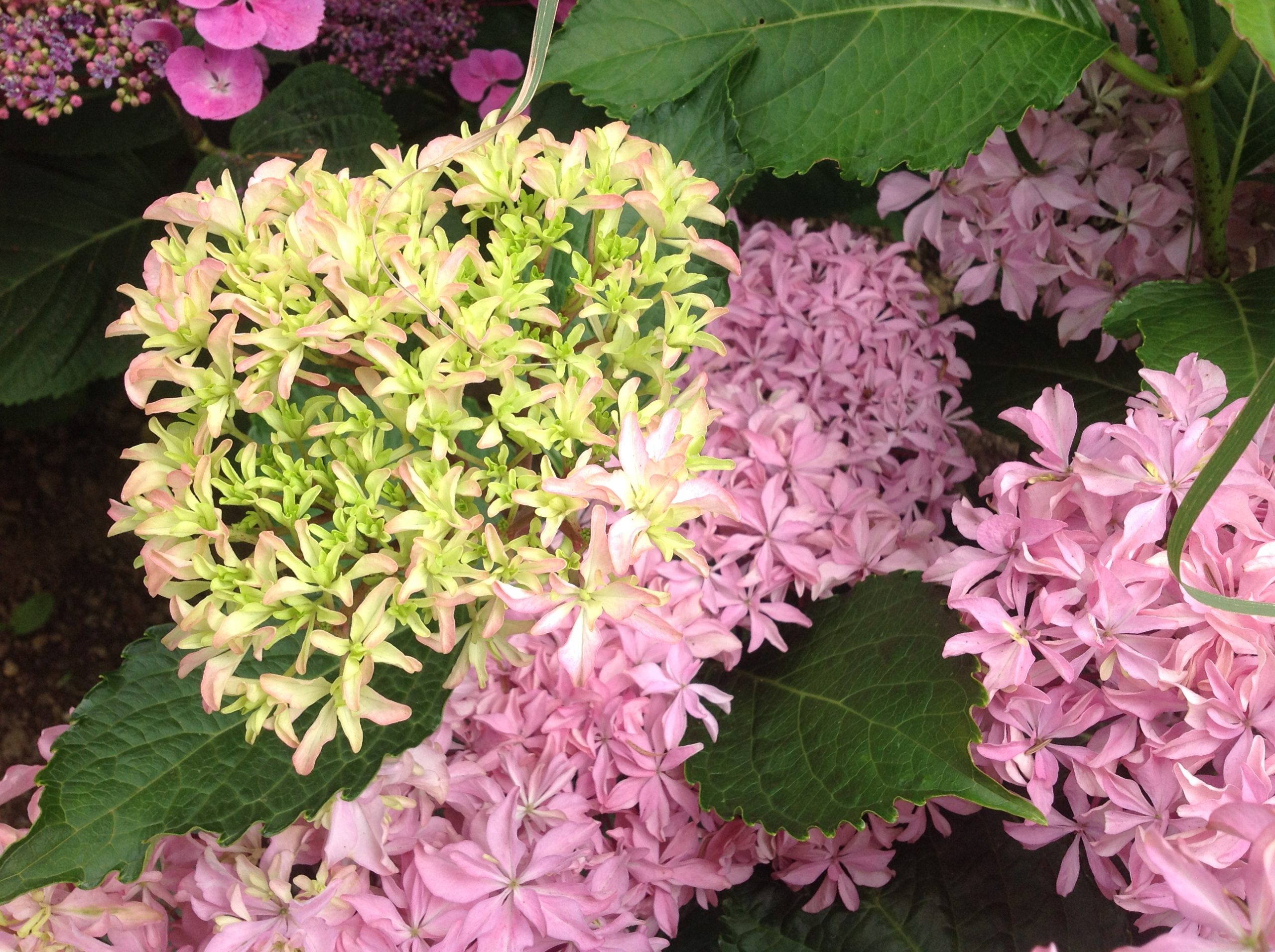 Les Hortensias du Haut Bois You and Me Inspire hortensia godet