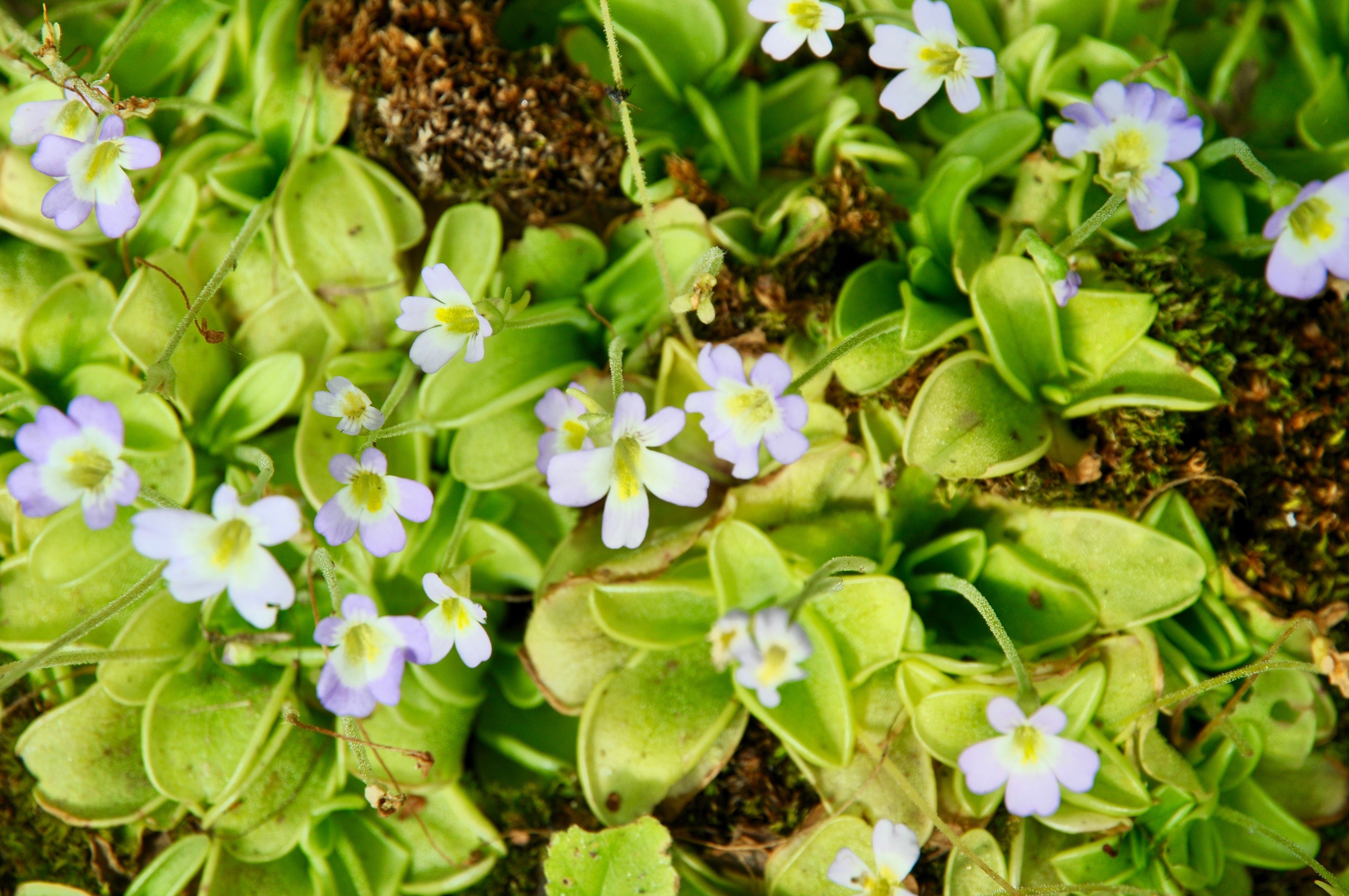 Carniflore Pinguicula hirtiflora grassette rosette pot 9 cm fleur
