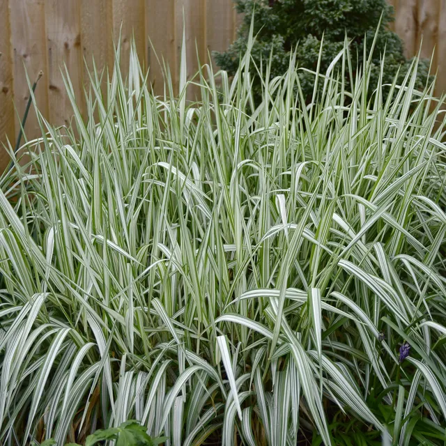 Bakker Feesey phalaris panaché graminée pot 8cm sol humide