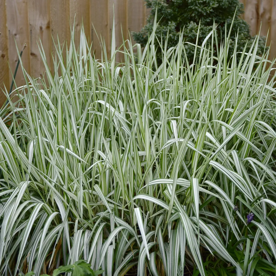 Bakker Feesey phalaris panaché graminée pot 8cm sol humide