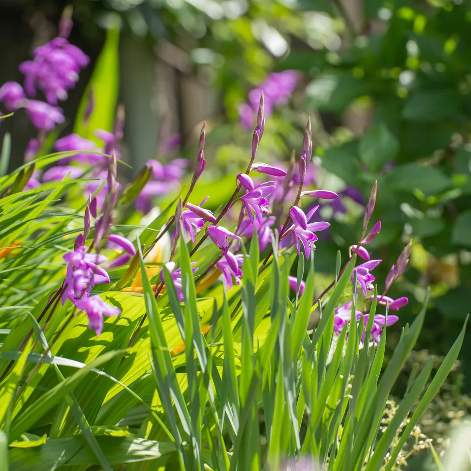 Bakker Orchidée Jacinthe rose pot Ø9cm Bletilla striata