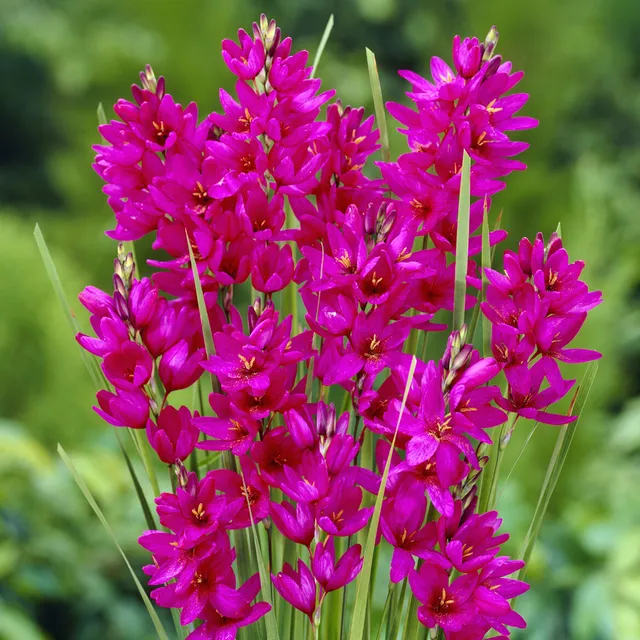 Bakker Lis des blés Ixia Mabel bulbe sachet 30 fuchsia