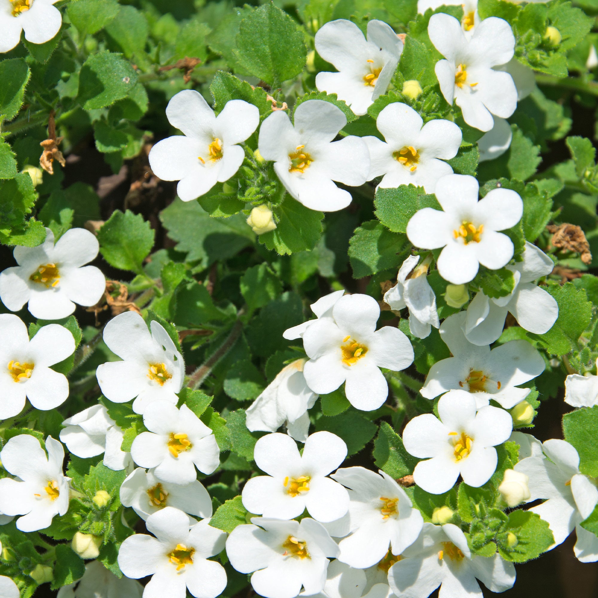 Bakker Plantes terrasse Bacopa blanc retombante pot 10,5cm floraison