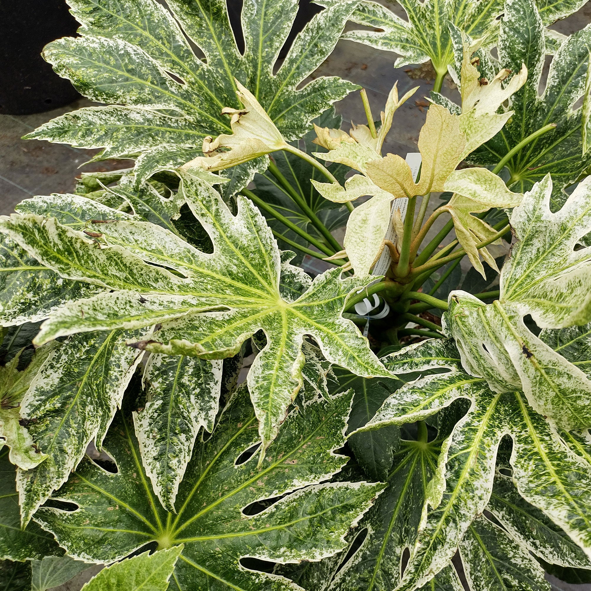 Bakker Aralia Spiders Web plante terrasse pot 8cm panaché