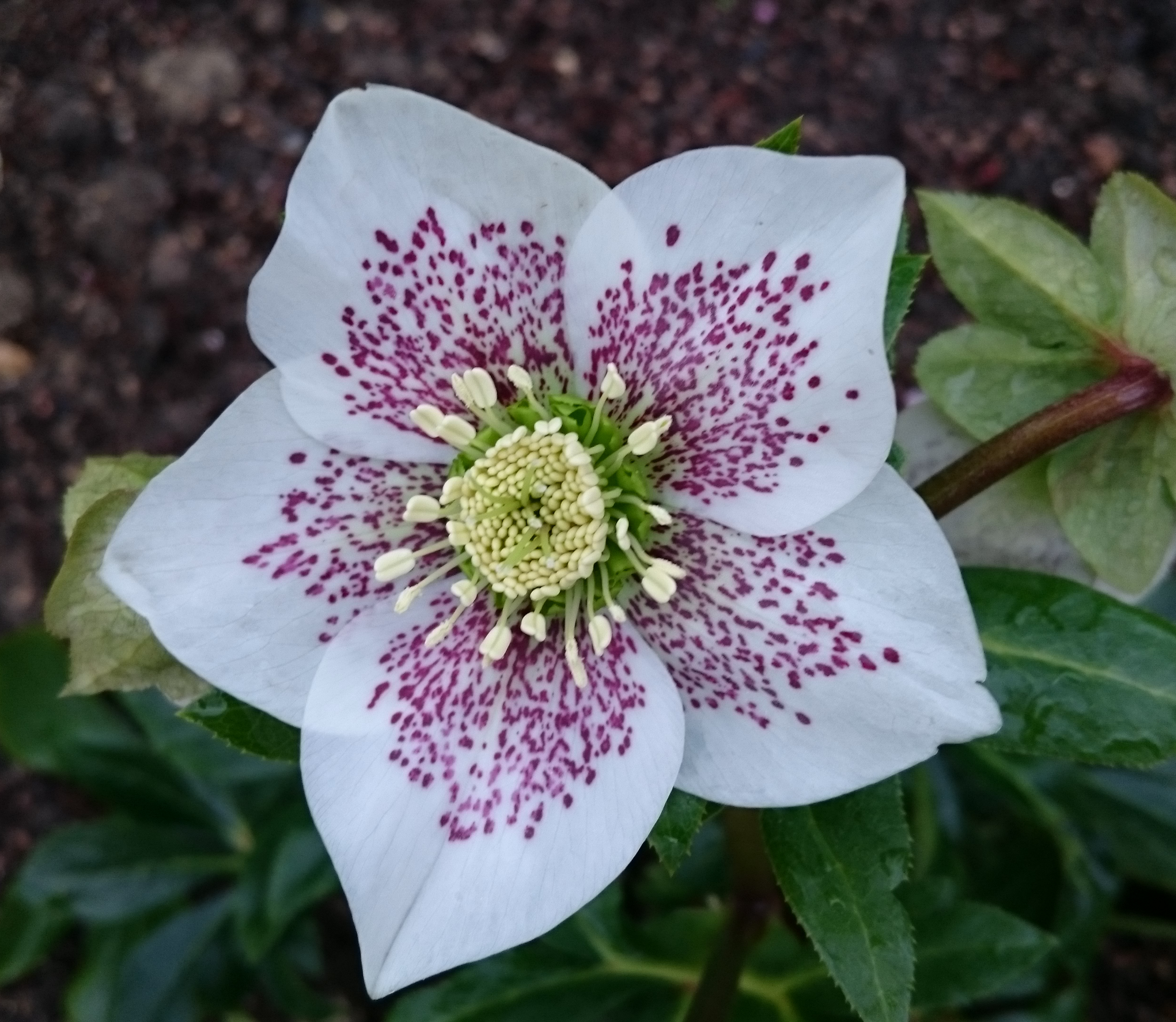 Passion Vivaces Helleborus orientalis plante vivace rose de carême hiver