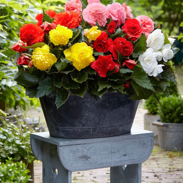 Bakker Bégonia Non Stop bulbe sachet 6 floraison continue