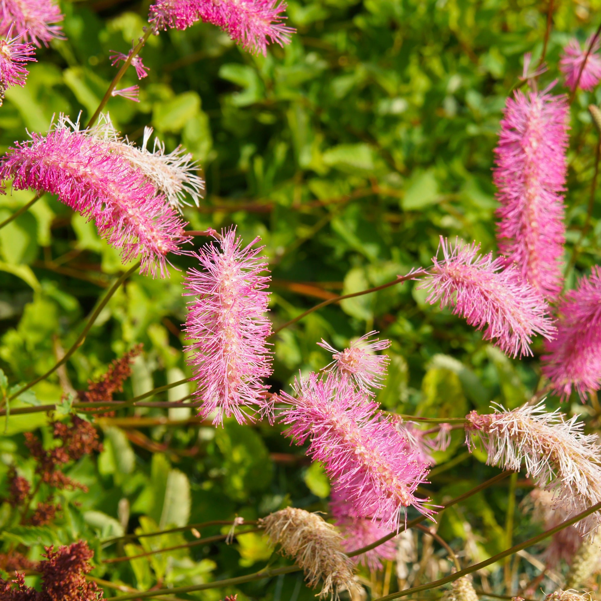 Bakker Collection Pimprenelles Véroniques vivaces 5 plants