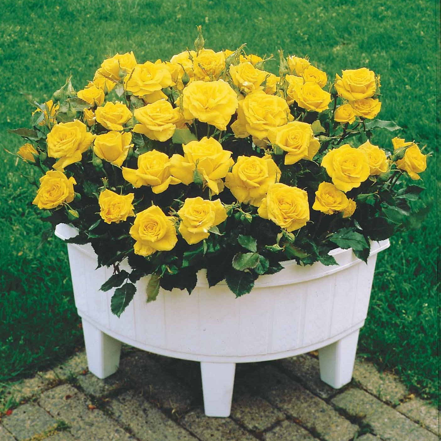 Bakker Randilla mini-rosier jaune lot 3 racines nues