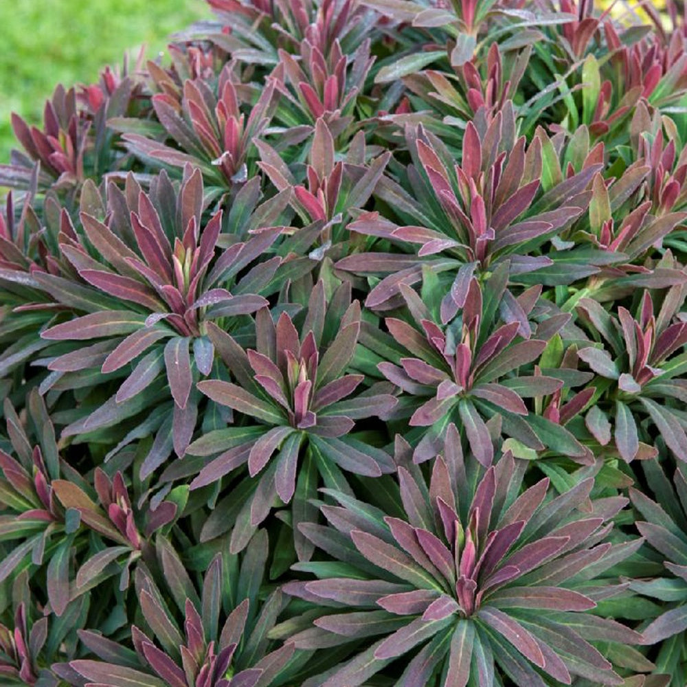 Bakker Ruby Glow euphorbe pot 8cm feuillage pourpre