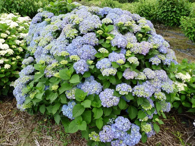 Les Hortensias du Haut Bois Miss Hepburn hortensia fleurs rondes