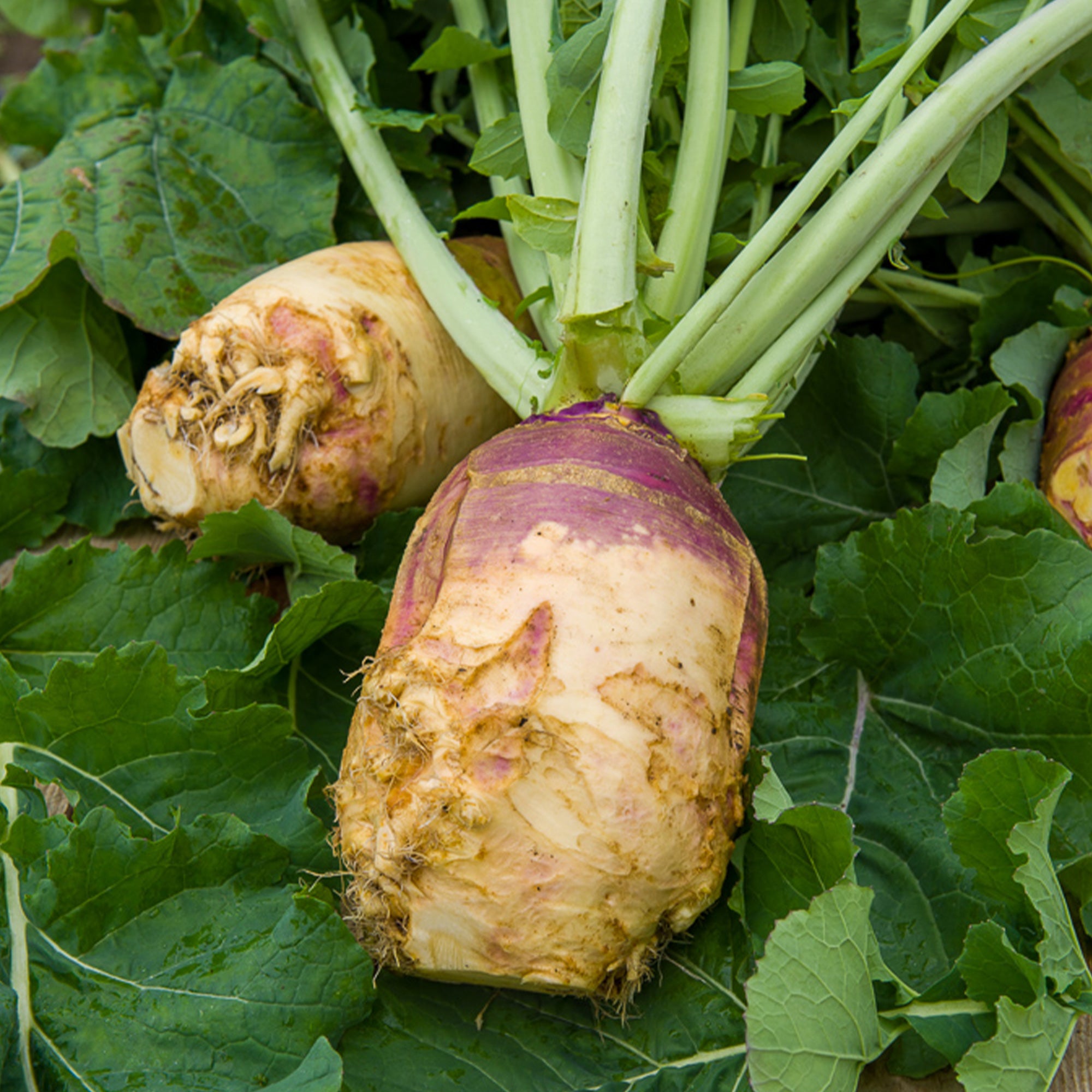 Bakker Chou rutabaga Champion graine sachet 5g jaune